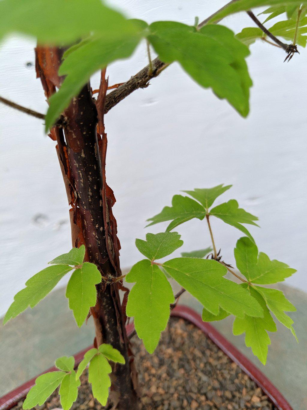 Paperbark Maple Bonsai Tree Color