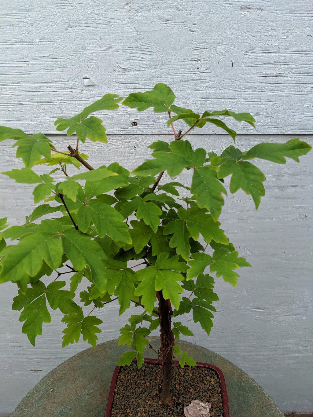 Paperbark Maple Bonsai Tree Canopy
