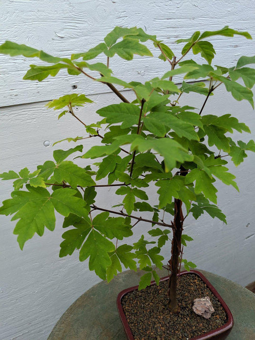 Paperbark Maple Bonsai Tree Profile