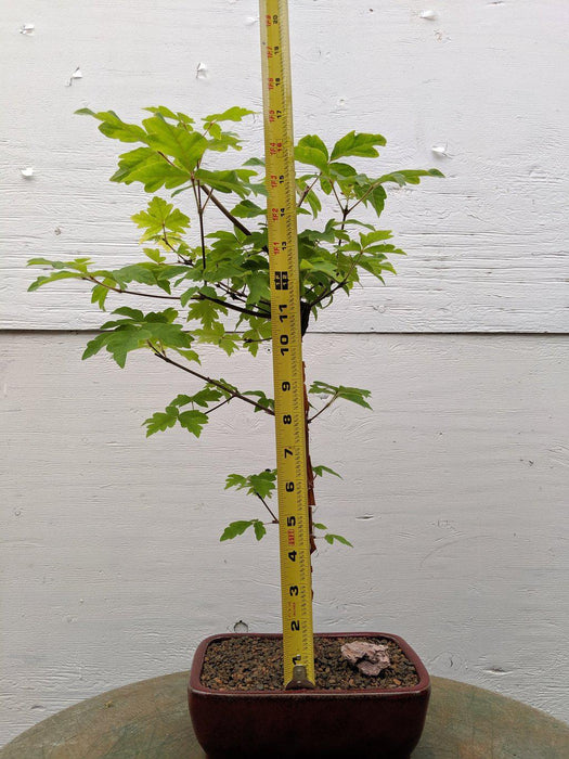 Paperbark Maple Bonsai Tree Size