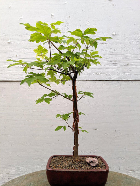 big leaf bonsai tree Paperbark Maple Bonsai Tree