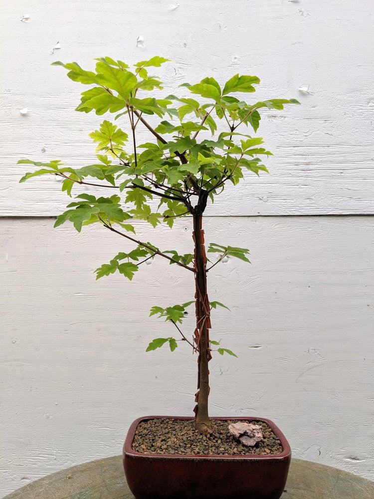 paperbark tree bonsai Paperbark Maple Bonsai Tree