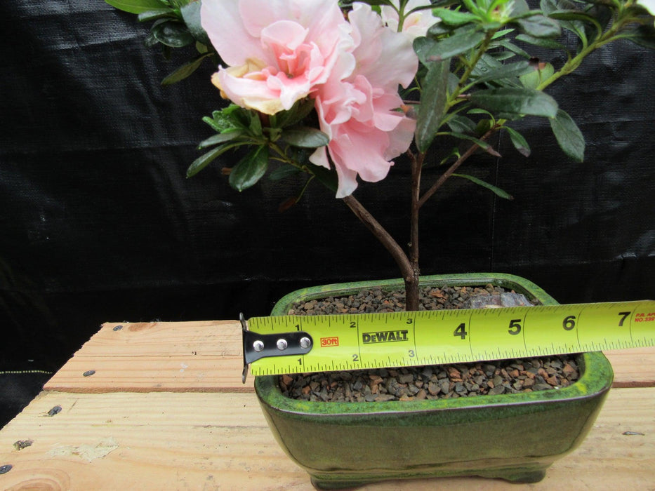 Pink Azalea Bonsai Tree Width