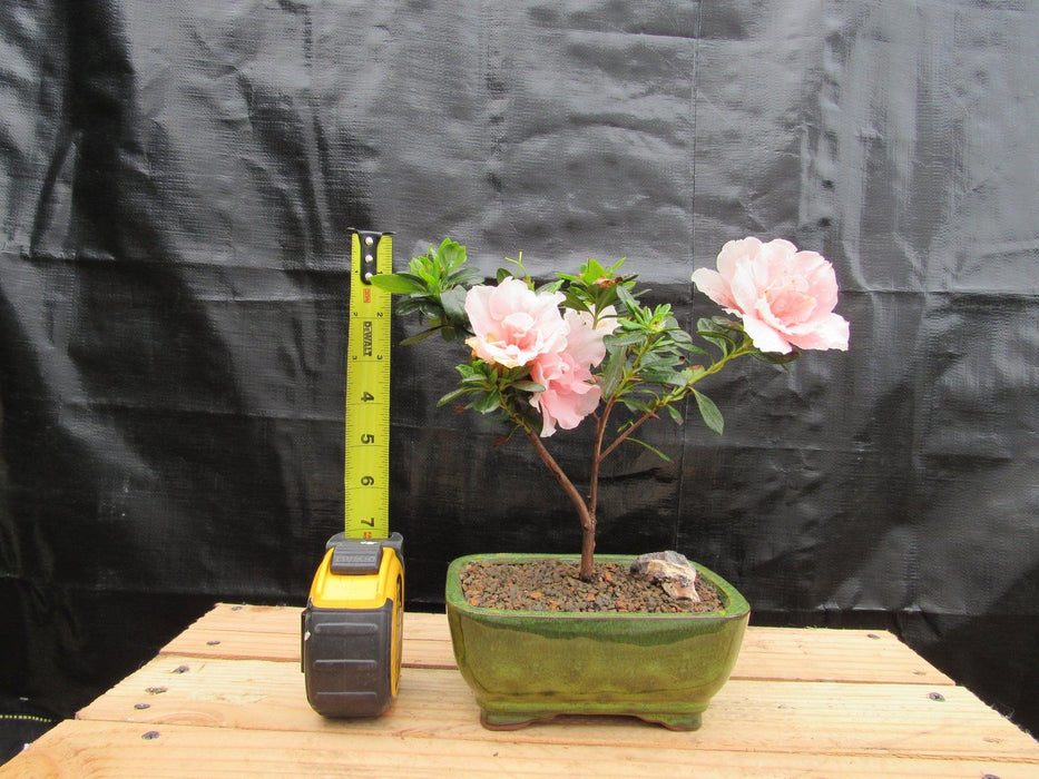 Pink Azalea Bonsai Tree Size