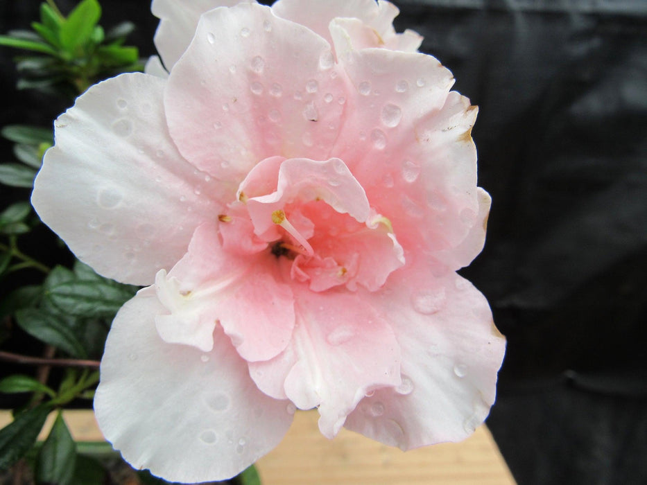 Pink Azalea Bonsai Tree Flower Close