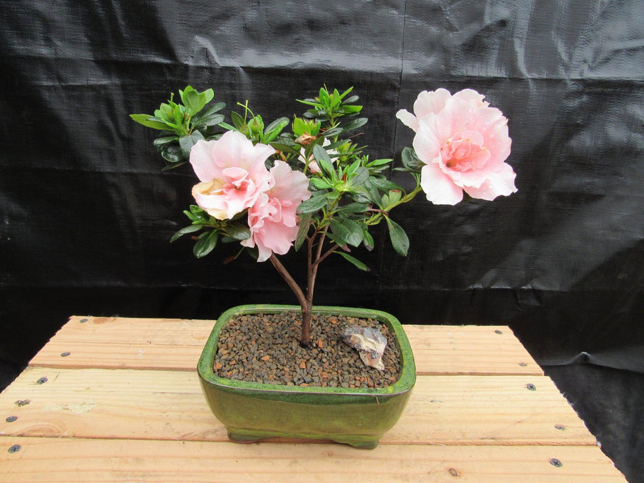 Pink Azalea Bonsai Tree Alt