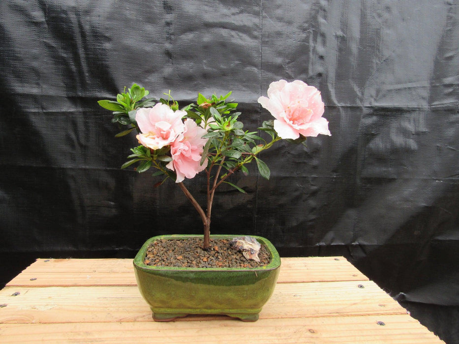 bonsai tree pink leaves Pink Azalea Bonsai Tree