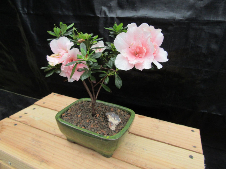 Pink Azalea Bonsai Tree Side