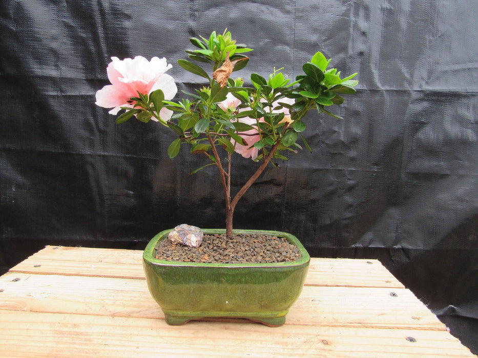 Pink Azalea Bonsai Tree Back