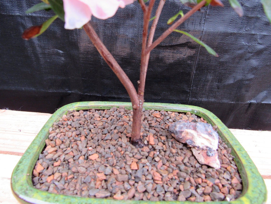 Pink Azalea Bonsai Tree Trunk