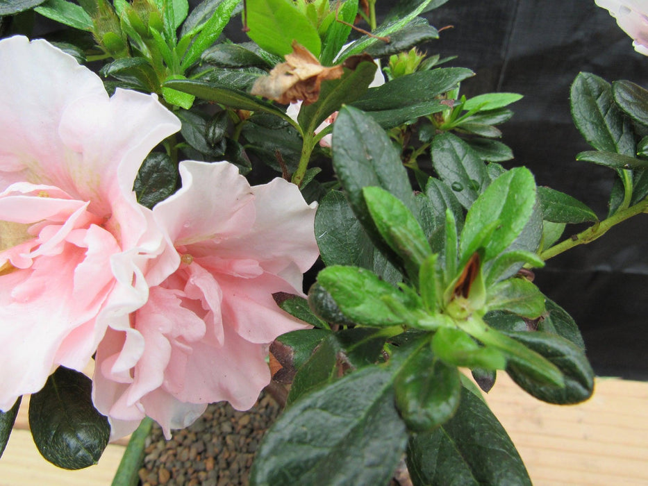 Pink Azalea Bonsai Tree New Growth