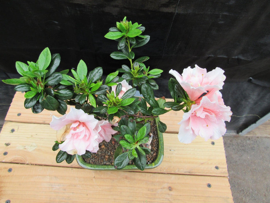 Pink Azalea Bonsai Tree Top