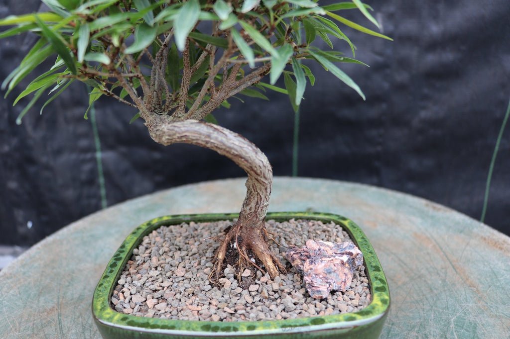 Podocarpus Bonsai Tree Roots