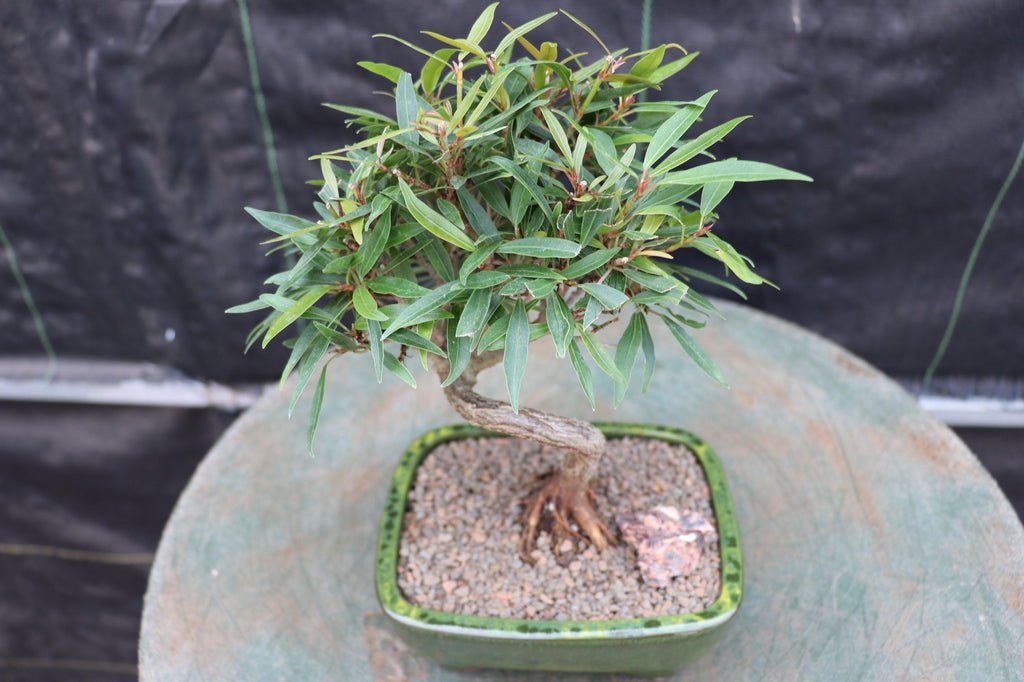 Podocarpus Bonsai Tree Canopy