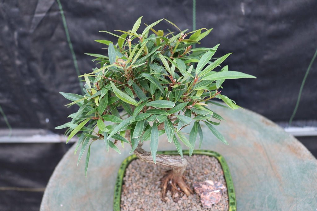 Podocarpus Bonsai Tree Leaves
