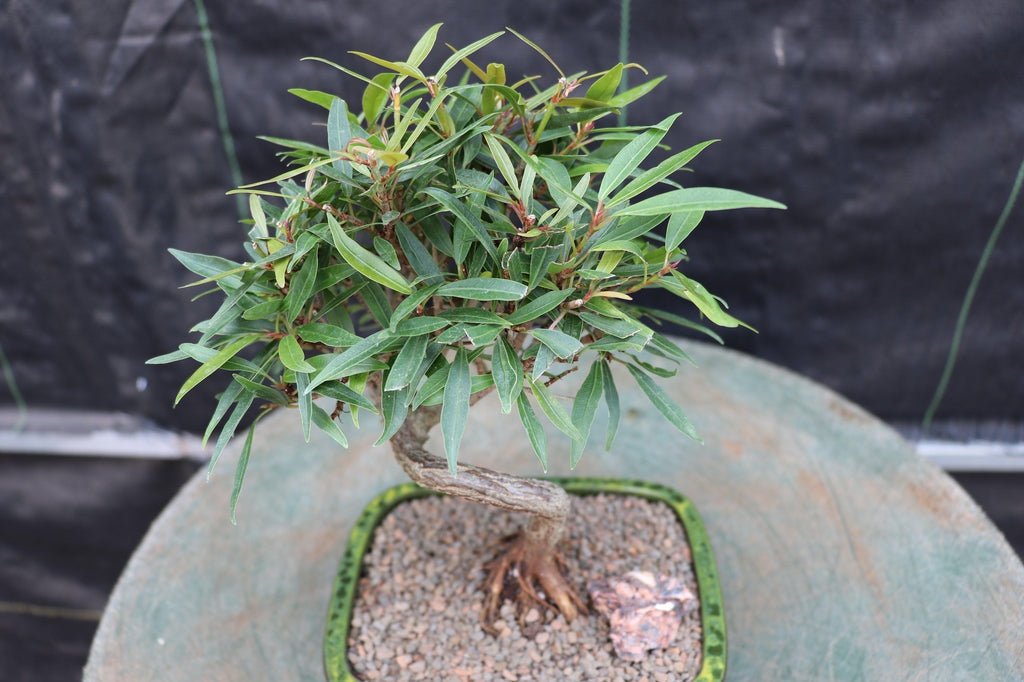 Buddhist Pine Bonsai Tree