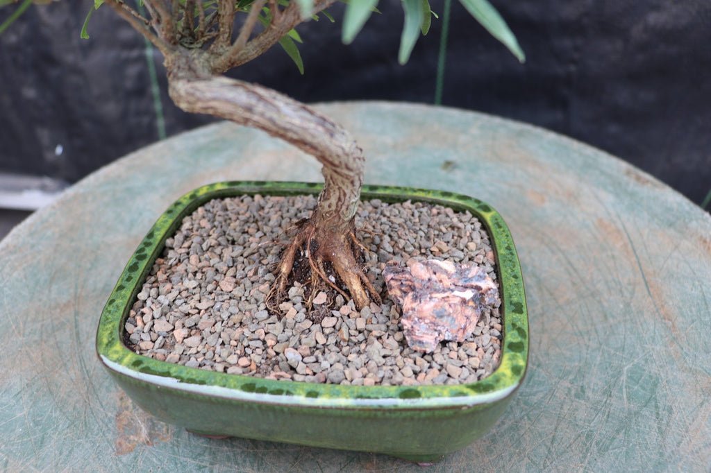 Podocarpus Bonsai Tree Trunk
