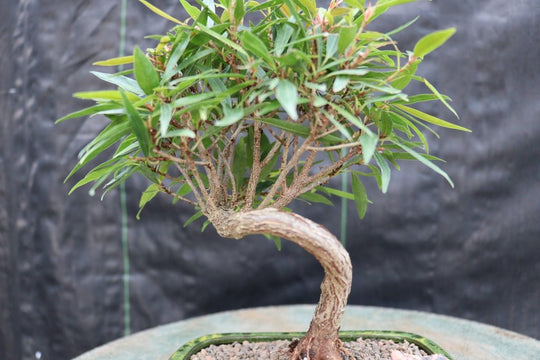 bonsai tree with long thin leaves Podocarpus Bonsai Tree