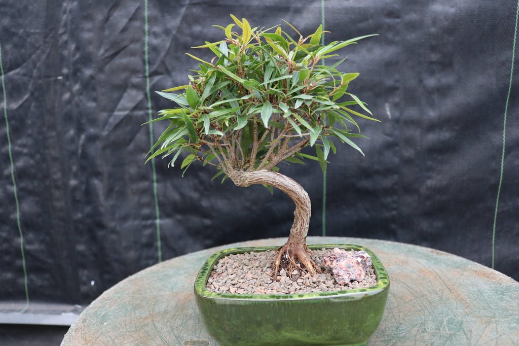 bonsai tree with spiky leaves Podocarpus Bonsai Tree