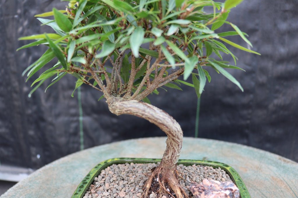 Podocarpus Bonsai Tree Profile