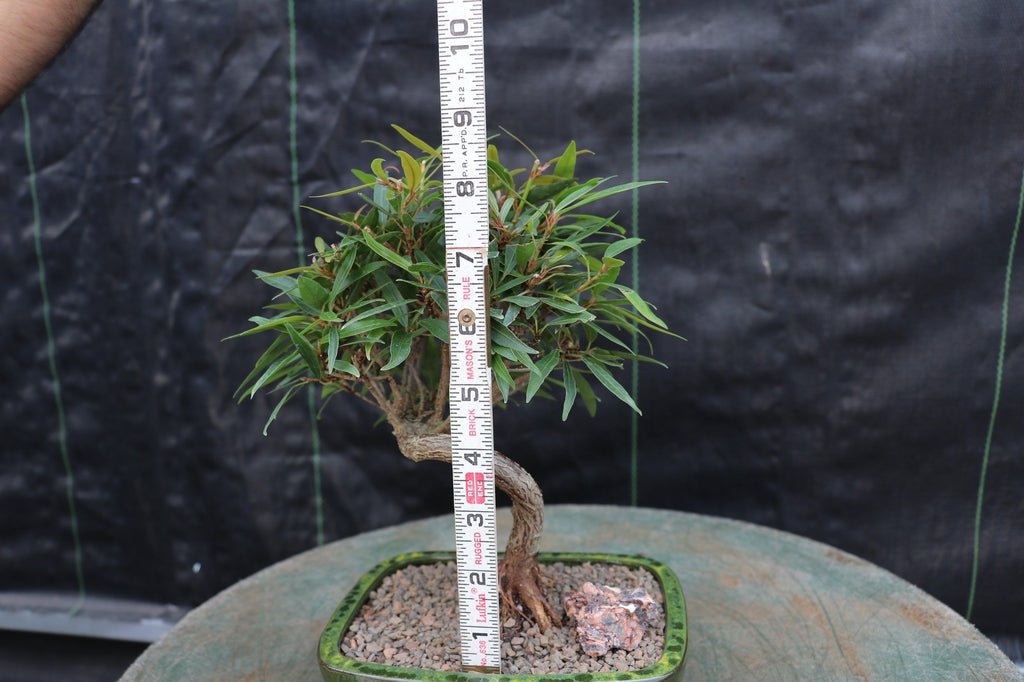 Podocarpus Bonsai Tree Size