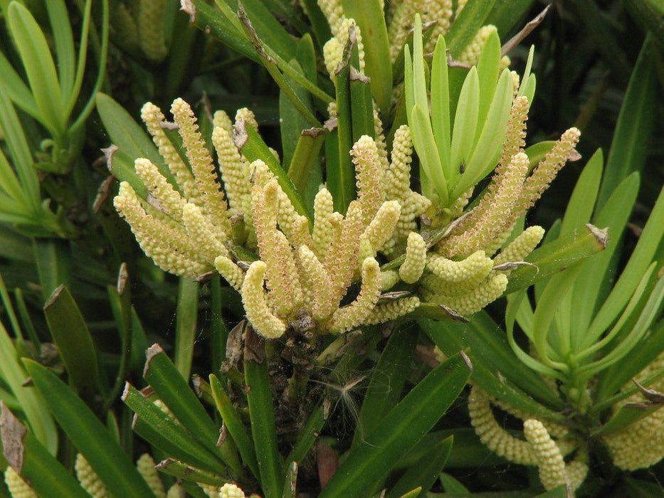 Podocarpus Flowers