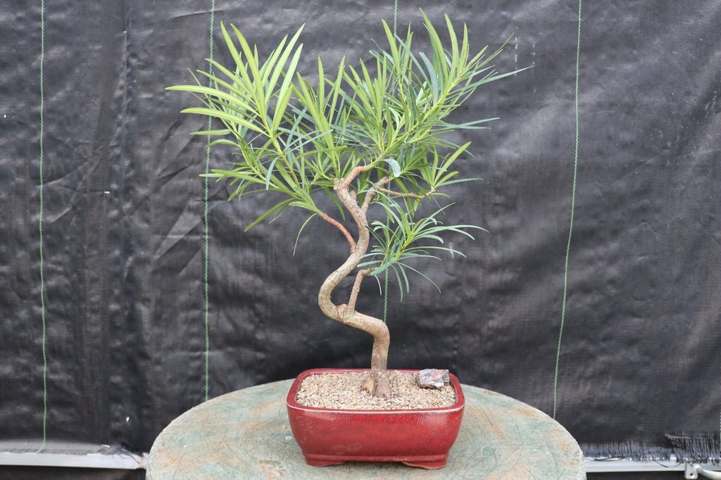Buddhist Pine Podocarpus Bonsai Tree