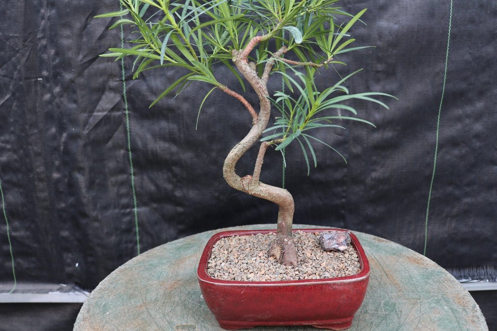 Large Podocarpus Bonsai Tree Shape