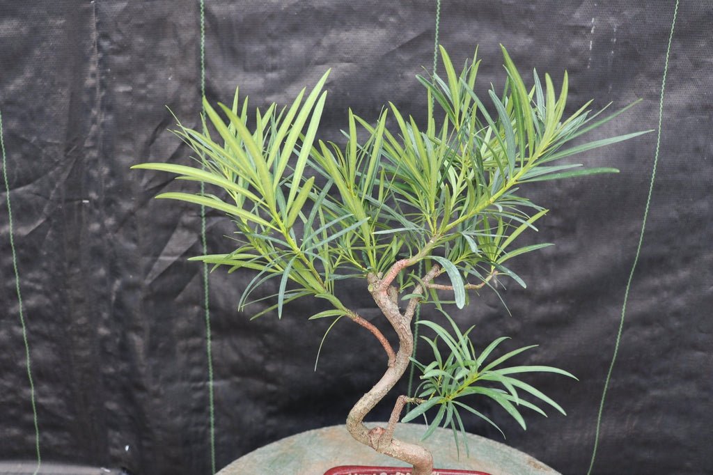 Large Podocarpus Bonsai Tree Leaves