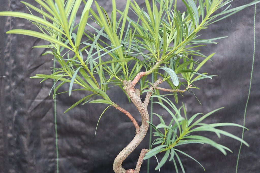 Large Podocarpus Bonsai Tree Trunk