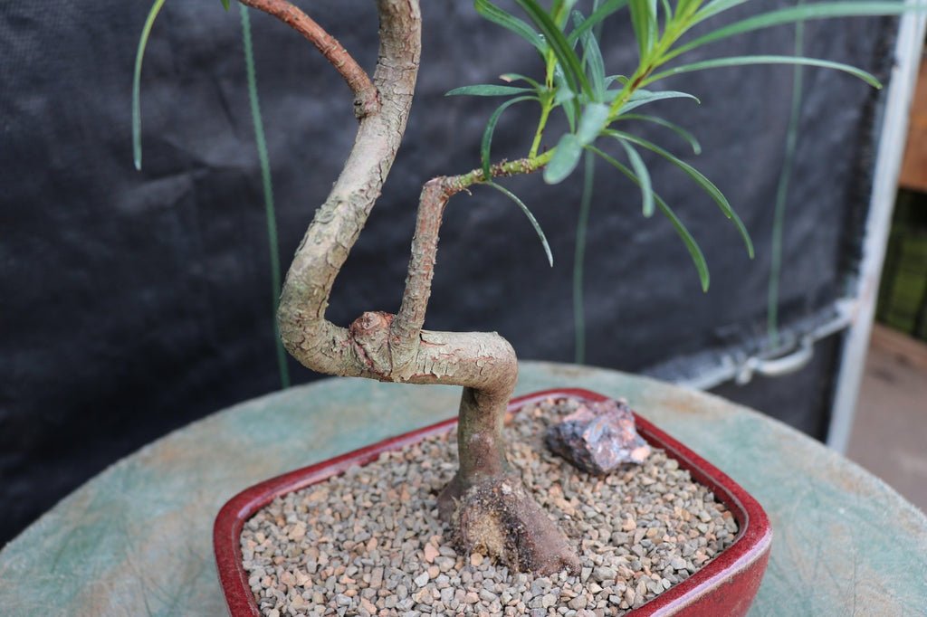 Large Podocarpus Bonsai Tree Roots