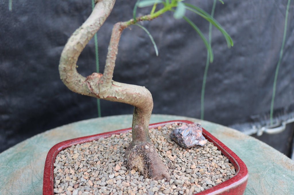 Podocarpus Bonsai Tree Bark