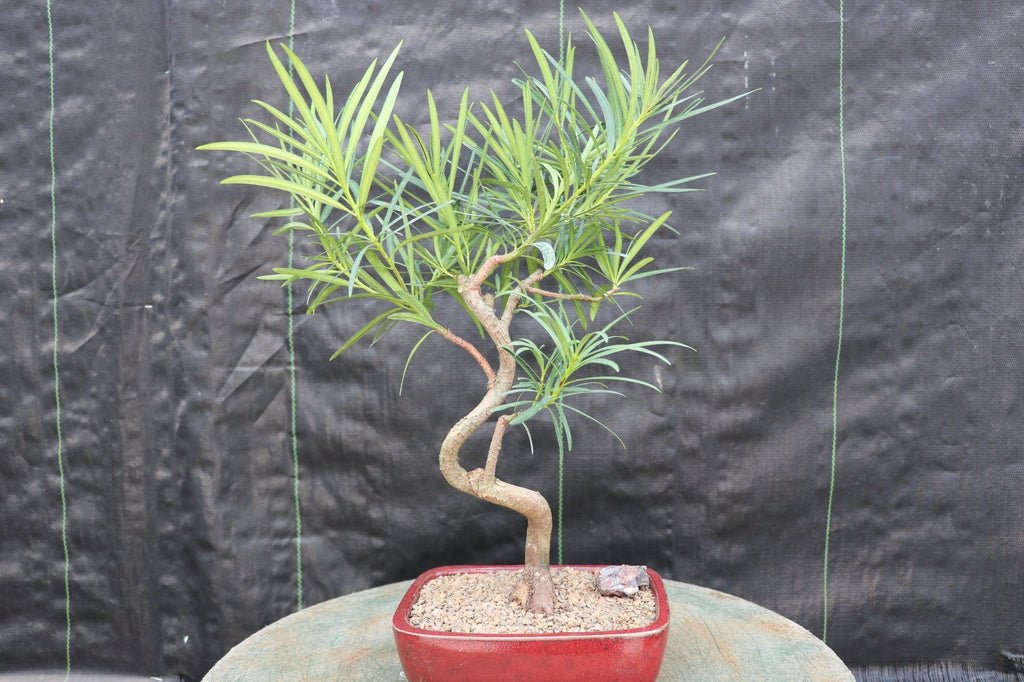 Large Podocarpus Bonsai Tree Profile