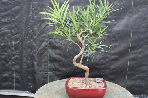 Large Podocarpus Bonsai Tree