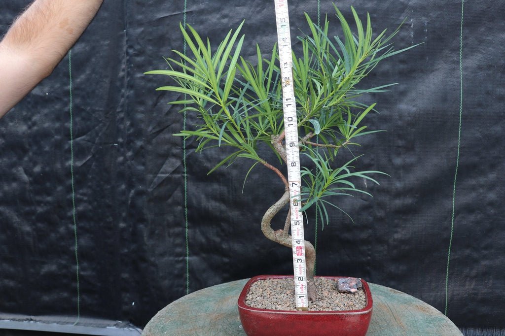 Large Podocarpus Bonsai Tree Size