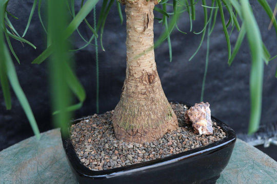 ponytail bonsai tree care Ponytail Palm Bonsai Tree