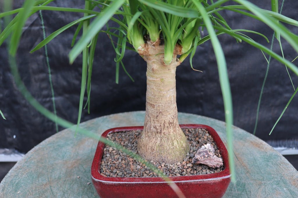 Ponytail Palm Bonsai Tree Trunk