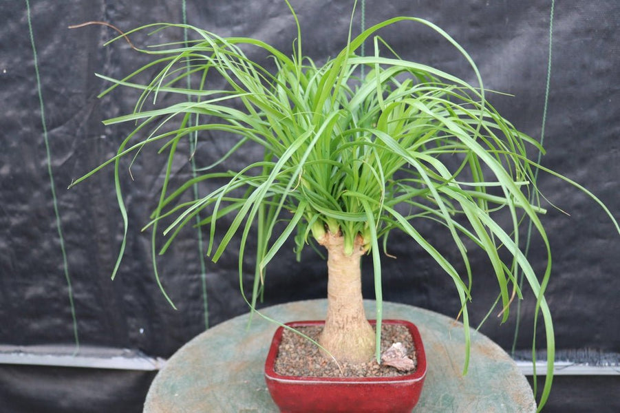 ponytail bonsai palm Ponytail Palm Bonsai Tree (Small)