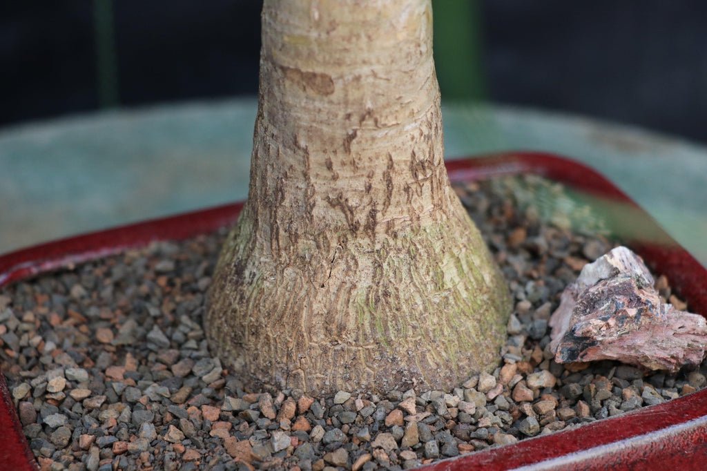 Ponytail Palm Bonsai Tree Base