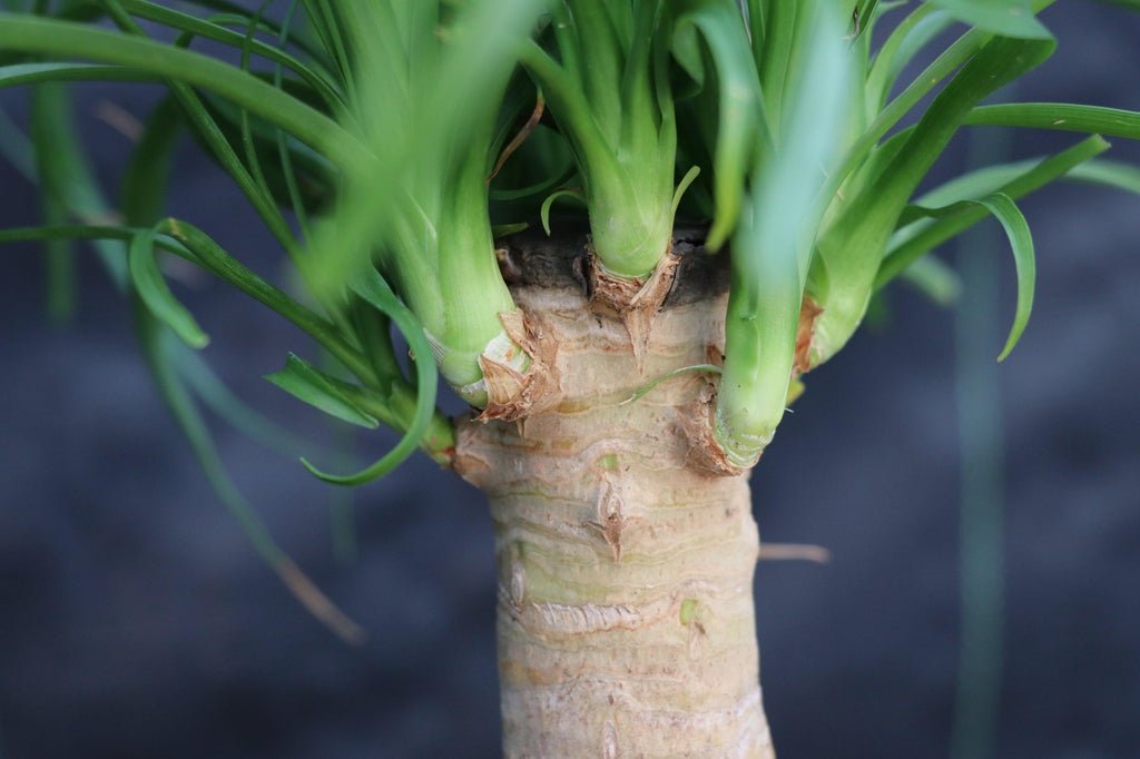Ponytail Palm Bonsai Tree Bark