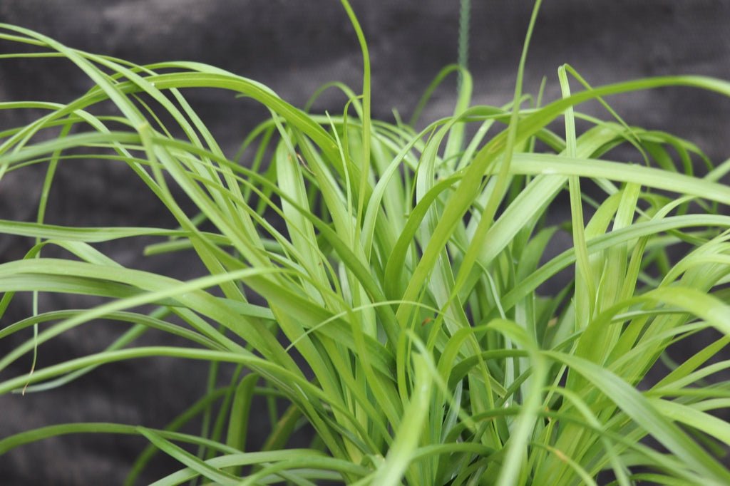 Ponytail Palm Bonsai Tree Foliage