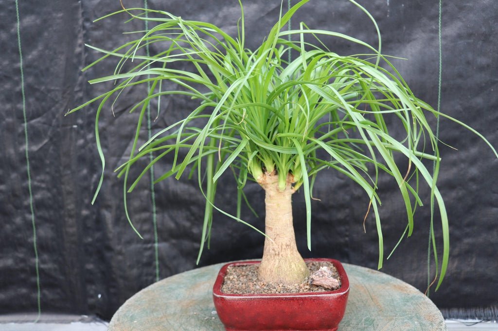 Small Ponytail Palm Bonsai Tree
