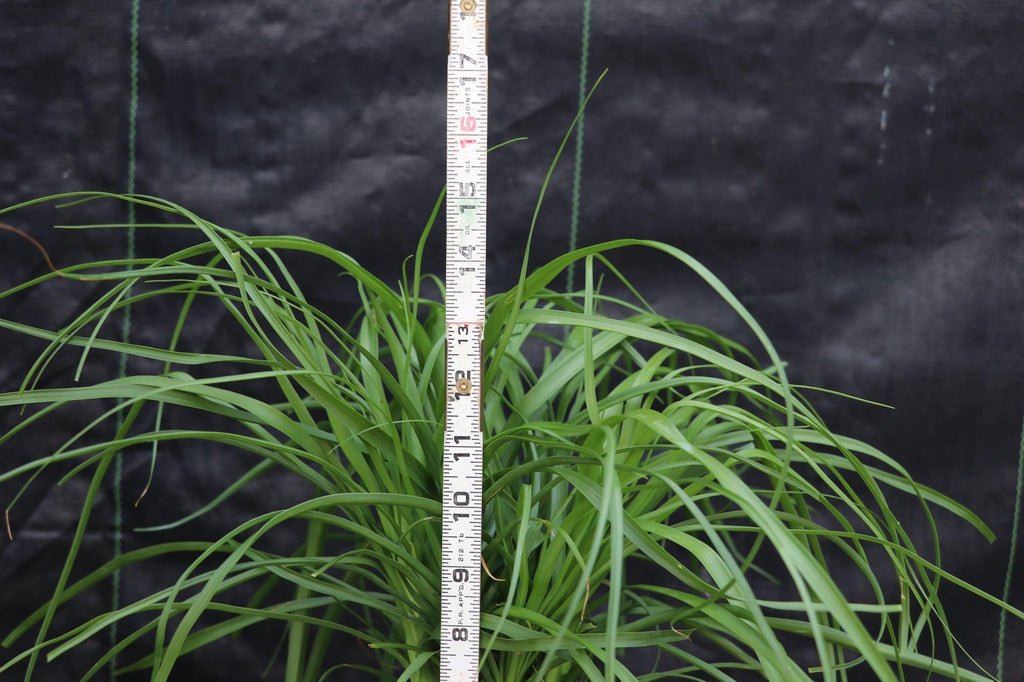 Ponytail Palm Bonsai Tree Size