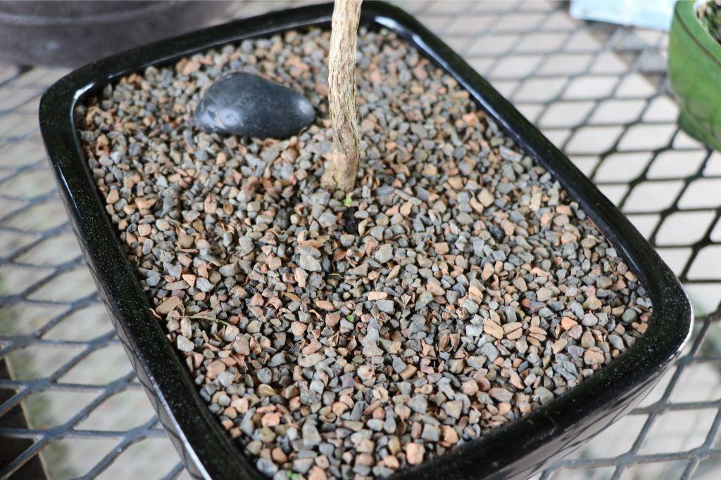 Professional Bonsai Soil In Bonsai Pot