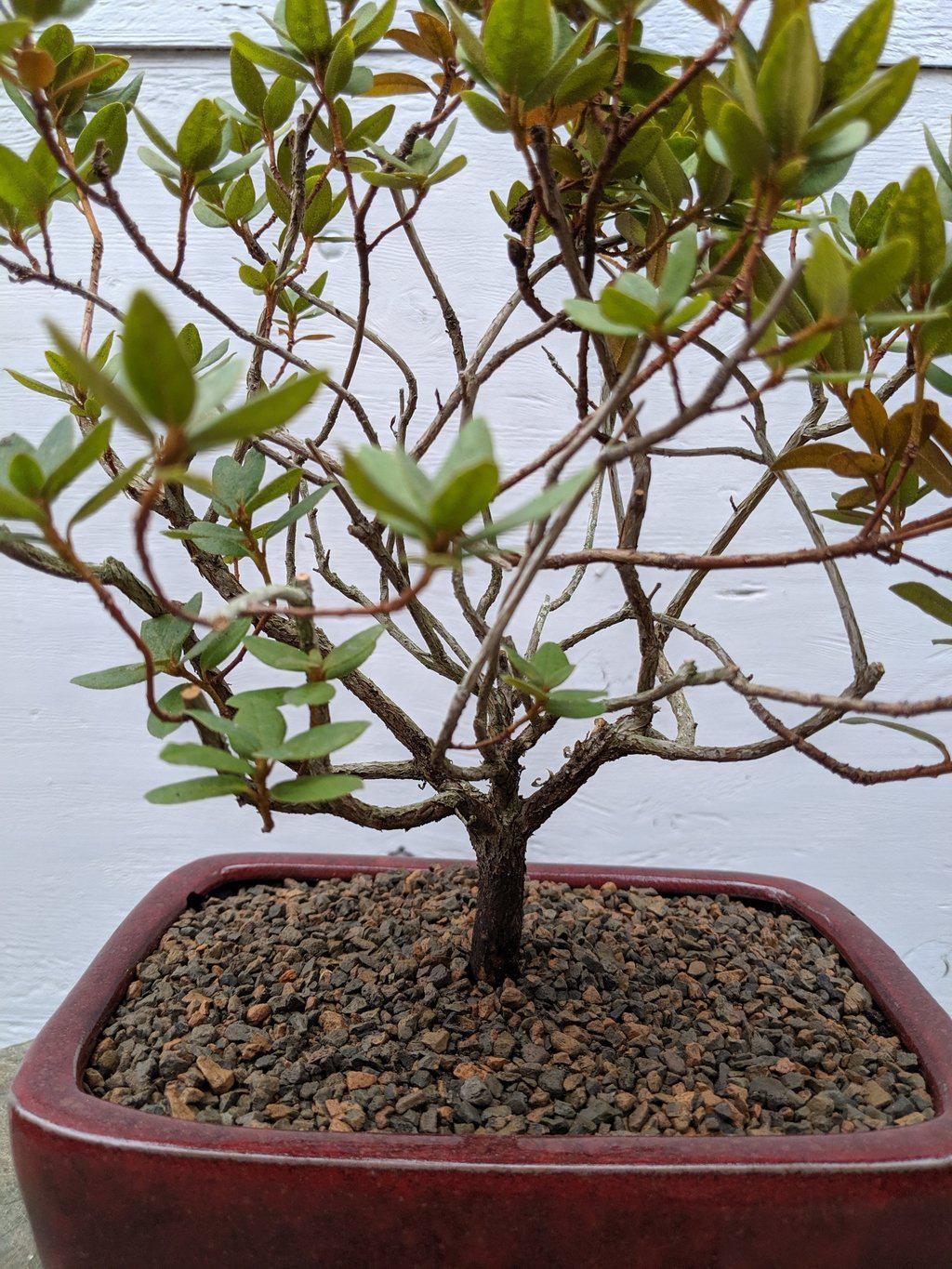 Purple Rhododendron Bonsai Tree Trunk