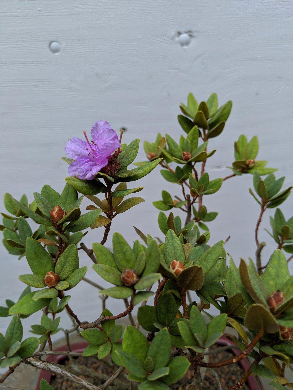 Purple Rhododendron Bonsai Tree Leaves