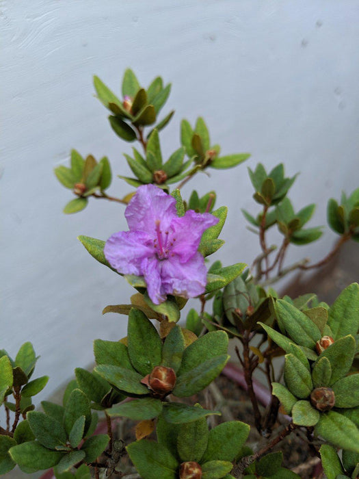 Purple Rhododendron Bonsai Tree Flower