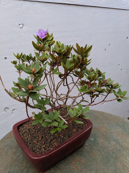 Purple Rhododendron Bonsai Tree Canopy