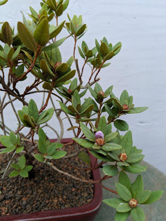 rhododendron bonsai tree Purple Rhododendron Bonsai Tree