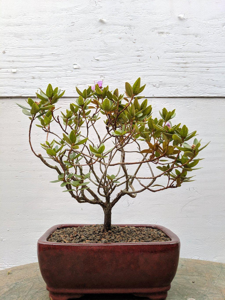 purple bonsai tree for sale Purple Rhododendron Bonsai Tree